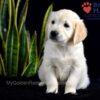 Image of Sailor (trained), a Golden Retriever puppy