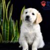 Image of Sailor (trained), a Golden Retriever puppy