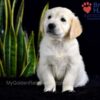 Image of Sailor (trained), a Golden Retriever puppy