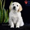 Image of Sailor (trained), a Golden Retriever puppy