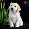 Image of Sailor (trained), a Golden Retriever puppy