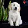 Image of Sailor (trained), a Golden Retriever puppy