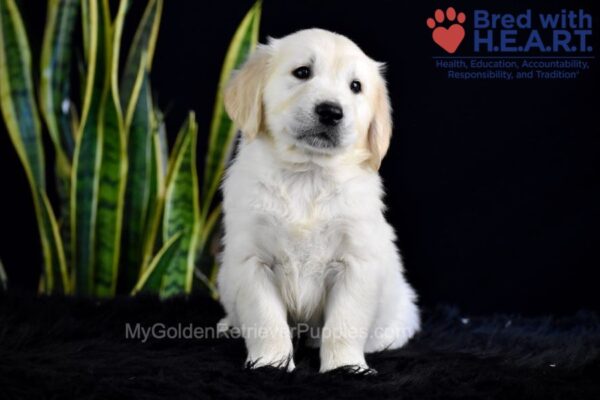 Image of Sailor (trained), a Golden Retriever puppy