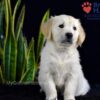 Image of Sailor (trained), a Golden Retriever puppy