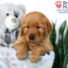 Image of Sally, a Golden Retriever puppy