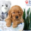 Image of Sally, a Golden Retriever puppy