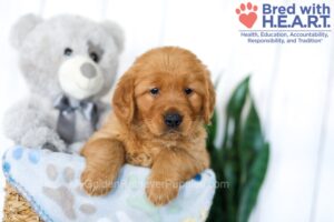 Image of Sally, a Golden Retriever puppy