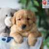 Image of Sammy, a Golden Retriever puppy