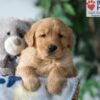 Image of Sammy, a Golden Retriever puppy