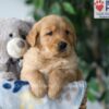 Image of Sammy, a Golden Retriever puppy