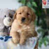 Image of Sammy, a Golden Retriever puppy