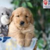 Image of Sammy, a Golden Retriever puppy