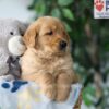 Image of Sammy, a Golden Retriever puppy