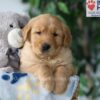 Image of Sammy, a Golden Retriever puppy