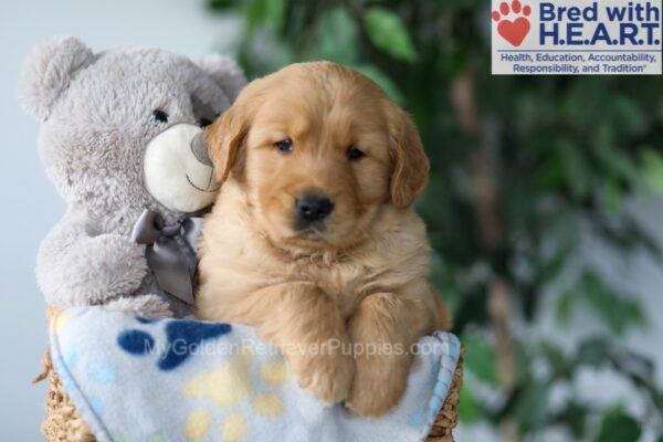 Image of Sammy, a Golden Retriever puppy