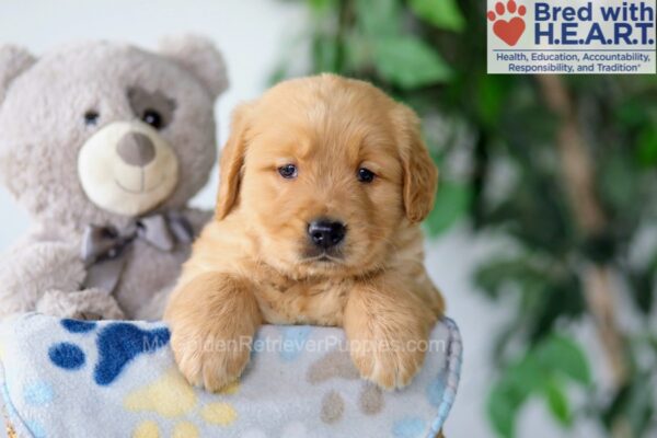 Image of Scout, a Golden Retriever puppy