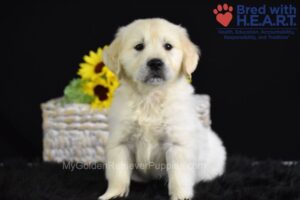 Image of Serenity, a Golden Retriever puppy