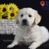 Image of Serenity, a Golden Retriever puppy