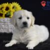 Image of Serenity, a Golden Retriever puppy