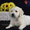 Image of Serenity, a Golden Retriever puppy