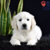 Image of Shadow, a Golden Retriever puppy