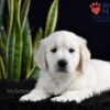 Image of Shadow, a Golden Retriever puppy