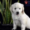 Image of Shadow, a Golden Retriever puppy