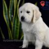 Image of Shadow, a Golden Retriever puppy