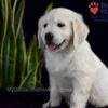 Image of Shadow, a Golden Retriever puppy