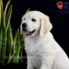 Image of Shadow, a Golden Retriever puppy