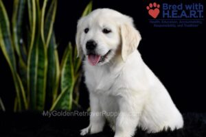 Image of Shadow, a Golden Retriever puppy