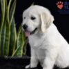 Image of Shadow, a Golden Retriever puppy