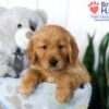 Image of Shae, a Golden Retriever puppy