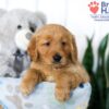 Image of Shae, a Golden Retriever puppy