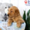 Image of Shae, a Golden Retriever puppy