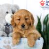 Image of Shae, a Golden Retriever puppy