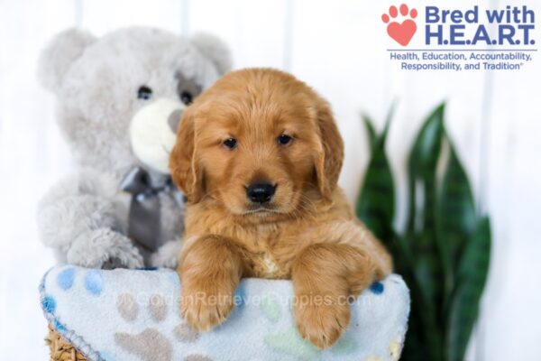 Image of Shae, a Golden Retriever puppy