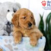 Image of Shae, a Golden Retriever puppy