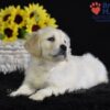 Image of Sianna, a Golden Retriever puppy