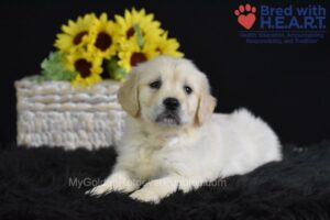 Image of Sianna, a Golden Retriever puppy