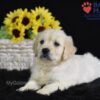 Image of Sianna, a Golden Retriever puppy