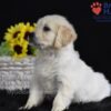 Image of Sianna, a Golden Retriever puppy