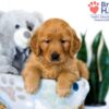 Image of Sianna, a Golden Retriever puppy