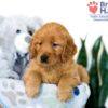 Image of Sianna, a Golden Retriever puppy