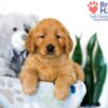 Image of Sianna, a Golden Retriever puppy