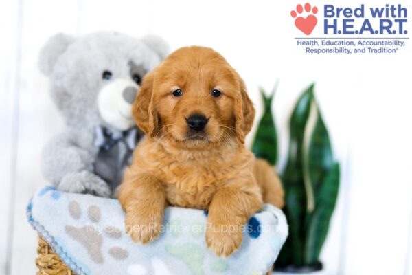 Image of Sianna, a Golden Retriever puppy