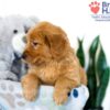 Image of Sianna, a Golden Retriever puppy