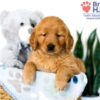 Image of Sianna, a Golden Retriever puppy