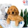 Image of Sianna, a Golden Retriever puppy