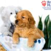 Image of Sianna, a Golden Retriever puppy